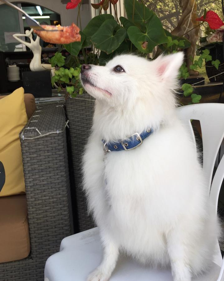 Bellagio Pets Friendly Resort Hongkong Buitenkant foto